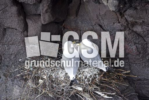 Dreizehenmöve (1 von 10).jpg